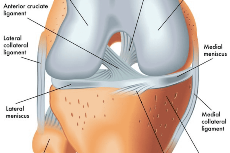 ACL Tear Definition, Anatomy and Causes (Video) Town Center