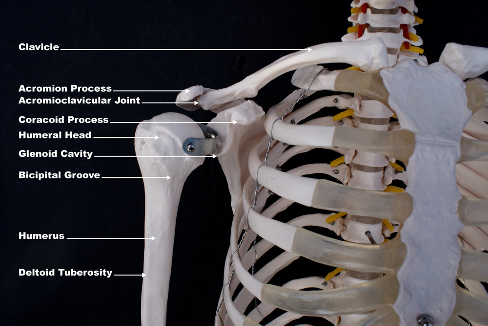 Acromioclavicular (AC) Joint Separation Repair - The Institute for